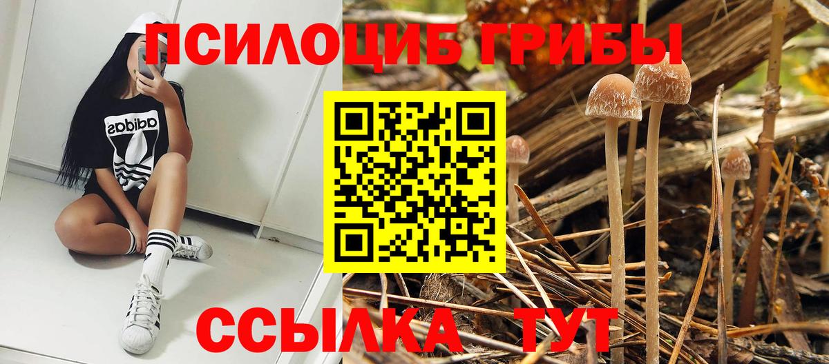Галлюциногенные грибы GOLDEN TEACHER  Вход с VPN  что такое наркотик  Новочеркасск  Псилоцибиновые грибы прущие грибы 